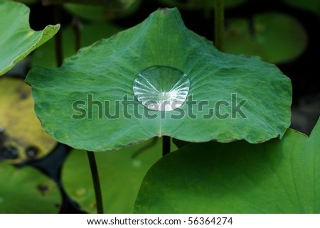 Water Drop on Lotus Leaf