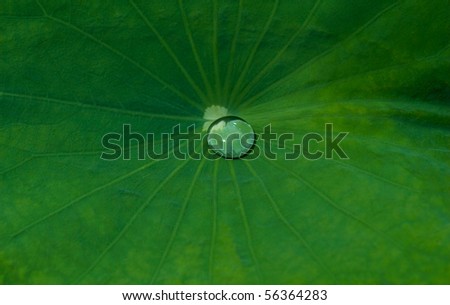 Water Drop on Lotus Leaf