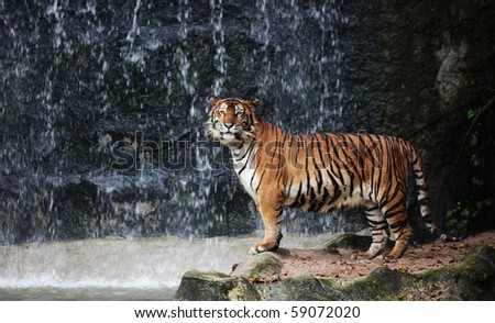 Large striped tiger