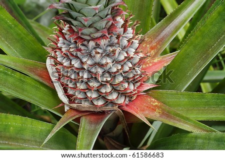 Young Pineapple