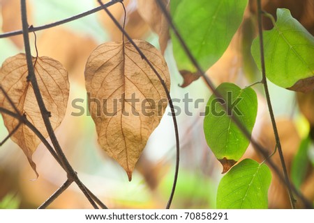 Fall dried leafs isolated on white background