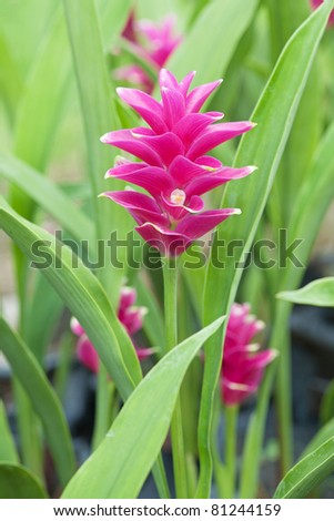 Siam tulip flower