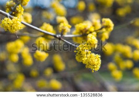 [Obrazek: stock-photo-spring-yellow-blossoms-on-tr...528836.jpg]