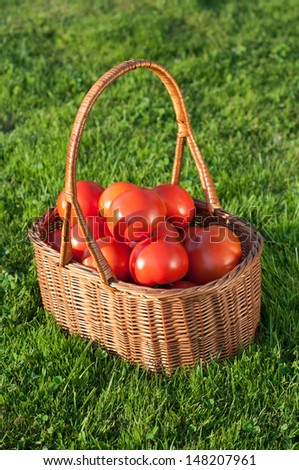 Wicker basket full of fresh ecological red tomatoes from Polish