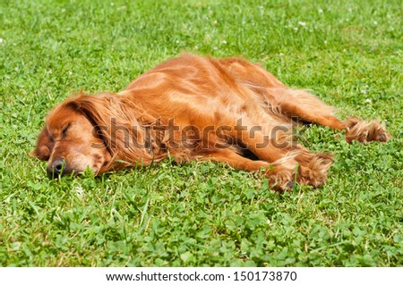 [Obrazek: stock-photo-the-lucky-lazy-dog-is-sleepi...173870.jpg]