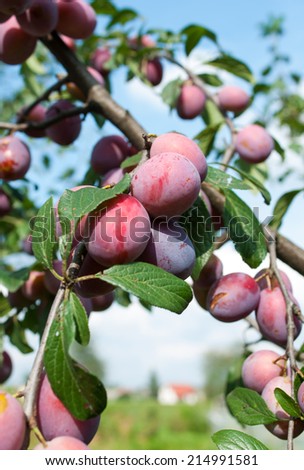 Group of blue red plums get ripe on branch.