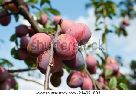 group of blue red plums get ripe on branch.