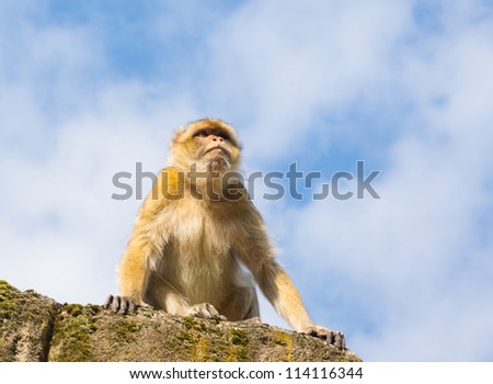 Sad berber monkey in the zoo (barbary macaque, macaca sylvanus)