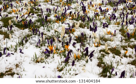 Crocus in the melting snow in the netherlands
