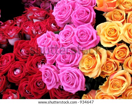 Dozens of red, pink and peach roses in a Paris market