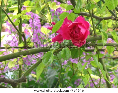 red rose and purple flowers with green background in monet\'s garden