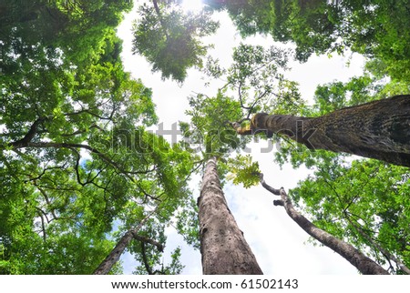 Tree canopy in the forest