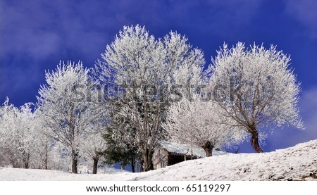 Frozen trees in wintry landscape
