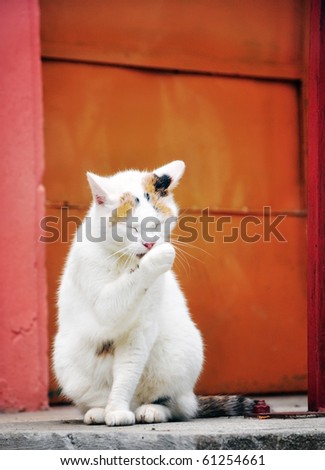 White cat washing
