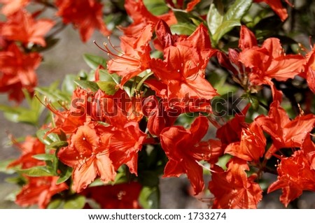 lovely coloured flower in the sun - rhododendron