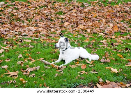 White Dog laid on the grass with Autumn leaves around.
