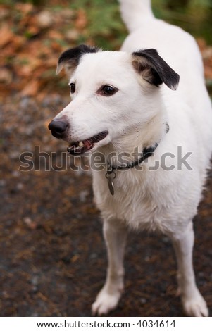 Attentive white dog waits for ball to be thrown