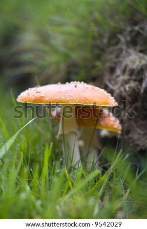 Amanita muscaria - The Fly Agaric Mushroom \