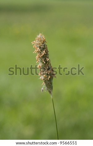 Grass seed head with flowers, close up shot with grass background