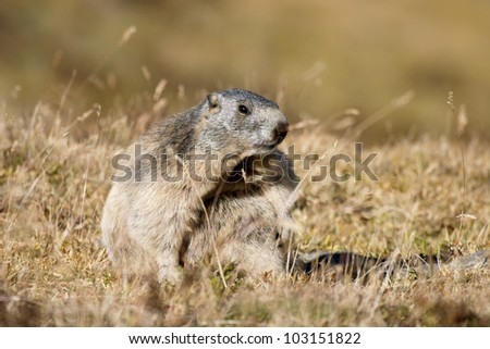 a marmot in a landscape of the Great Paradise National Park