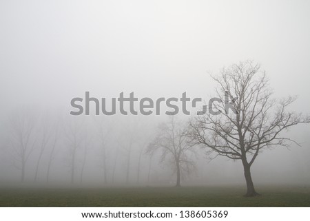 lowland forest on a winter day with fog