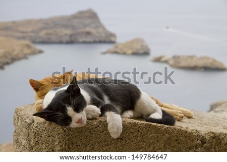 cats models in Greece