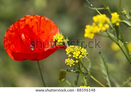 flowery meadow with poppies and yellow and purple flowers