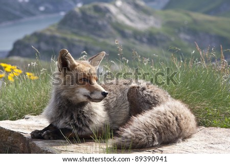 Fox in the Gran Paradiso park in the Alps