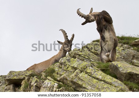 Ibex Fighting