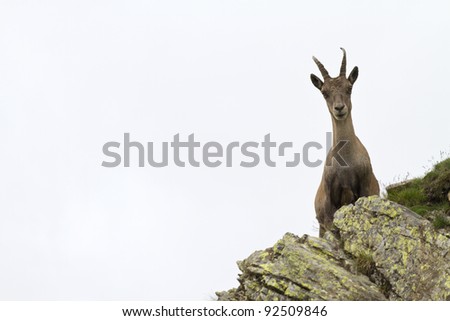 Female Ibex in the mountain of the Gran Paradise Park