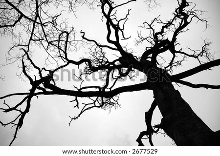 clip art tree outline. clip art tree branches. of