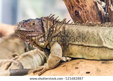 Iguana lizard stand still on the rock