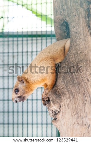 Cream color giant squirrel from tree hole