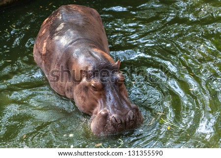 Wild hippopotamus swimming in the water
