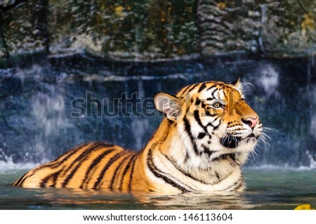 Orange and black striped tiger in the water