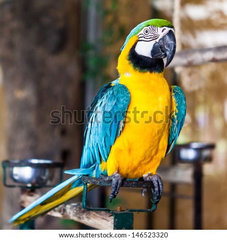 Colorful blue wing macaw standing on perch