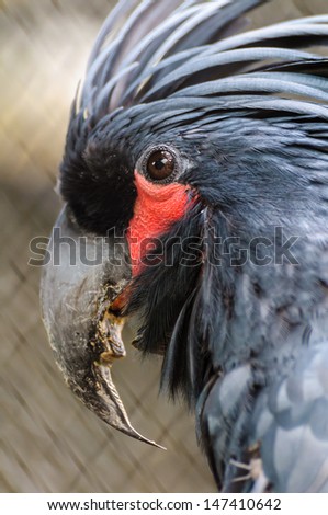 Black palm cockatoo red eye socket close up