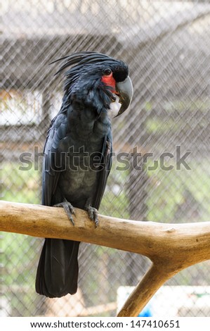 Black palm cockatoo red eye socket standing on perch