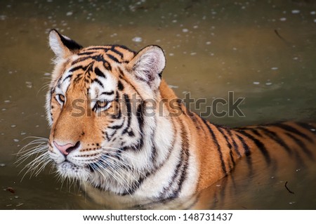 Orange and black striped tiger in the water