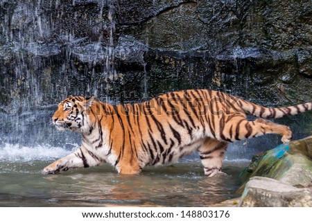 Orange and black striped bengal tiger walking into the water