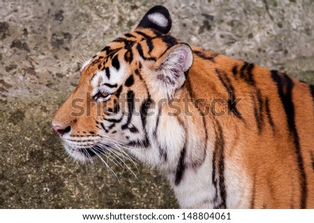 Orange and black striped bengal tiger head close up