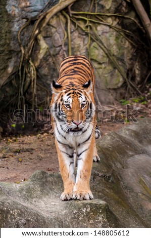 Orange and black striped bengal tiger standing on the rock