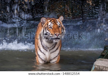 Orange and black striped bengal tiger standing in the water