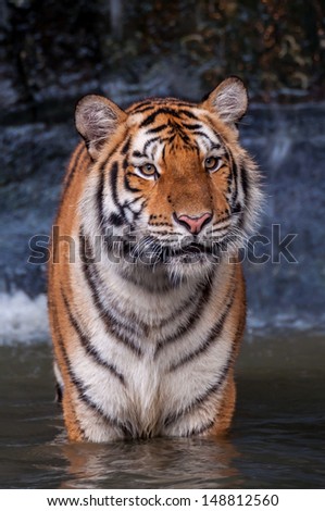 Orange and black striped bengal tiger standing in the water