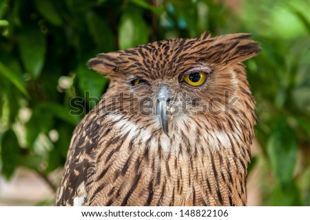Brown owl close up with green leaves background