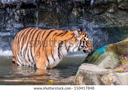 Orange and black striped bengal tiger standing in the water and smelling
