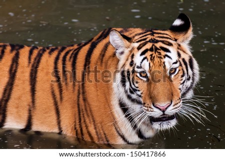 Orange and black striped bengal tiger in the water close up