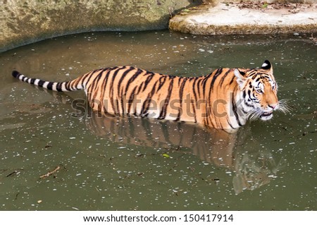 Orange and black striped bengal tiger in the water