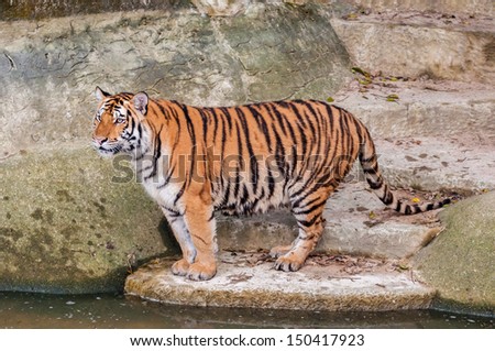Orange and black striped bengal tiger standing on the rock near water