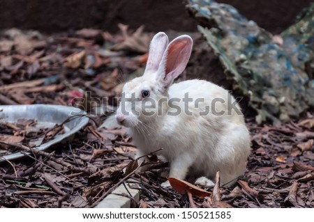 White rabbit in waste land with dry leaves